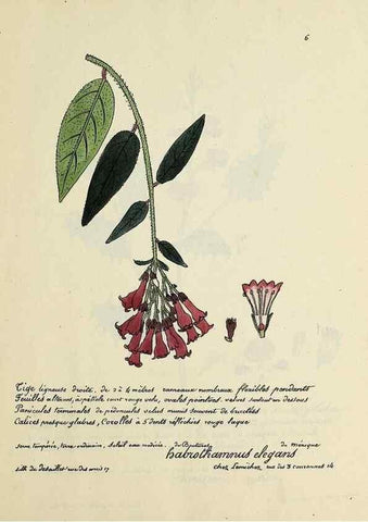 Reproducción/Reproduction 49500792538: Flore universelle. Saint-Denis :Au Bureau et chez Meilhac :[1848]-[1849]. 