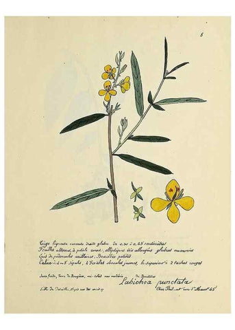 Reproducción/Reproduction 49501520412: Flore universelle. Saint-Denis :Au Bureau et chez Meilhac :[1848]-[1849]. 