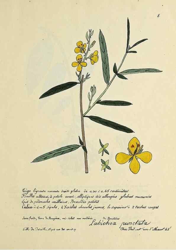 Reproducción/Reproduction 49501520412: Flore universelle. Saint-Denis :Au Bureau et chez Meilhac :[1848]-[1849]. 