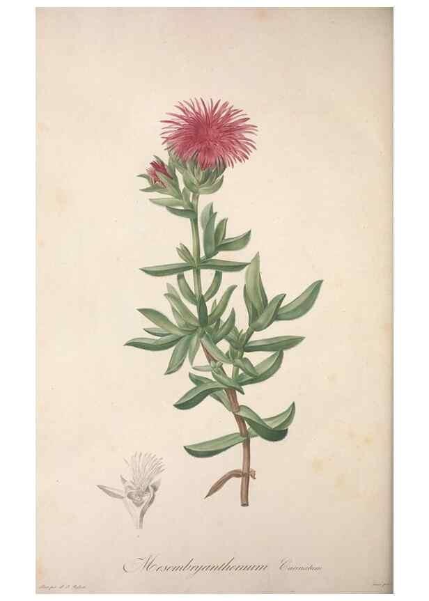 Reproducción/Reproduction 49498971608: Jardin de la Malmaison. A Paris :De l'imprimerie de Crapelet, et se trouve chez l'auteur ...,1803-1804.. 