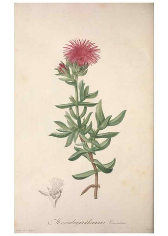 Reproducción/Reproduction 49498971608: Jardin de la Malmaison. A Paris :De l'imprimerie de Crapelet, et se trouve chez l'auteur ...,1803-1804.. 