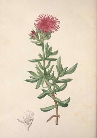 Reproducción/Reproduction 49498971608: Jardin de la Malmaison. A Paris :De l'imprimerie de Crapelet, et se trouve chez l'auteur ...,1803-1804.. 