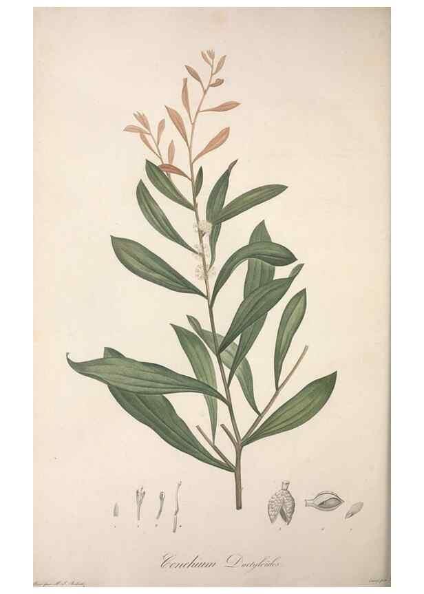 Reproducción/Reproduction 49499694382: Jardin de la Malmaison. A Paris :De l'imprimerie de Crapelet, et se trouve chez l'auteur ...,1803-1804.. 
