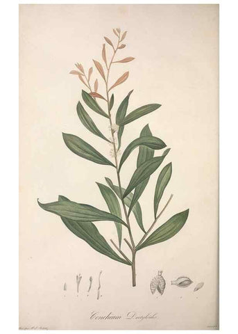 Reproducción/Reproduction 49499694382: Jardin de la Malmaison. A Paris :De l'imprimerie de Crapelet, et se trouve chez l'auteur ...,1803-1804.. 