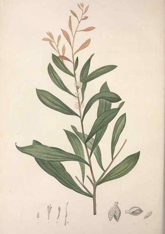Reproducción/Reproduction 49499694382: Jardin de la Malmaison. A Paris :De l'imprimerie de Crapelet, et se trouve chez l'auteur ...,1803-1804.. 