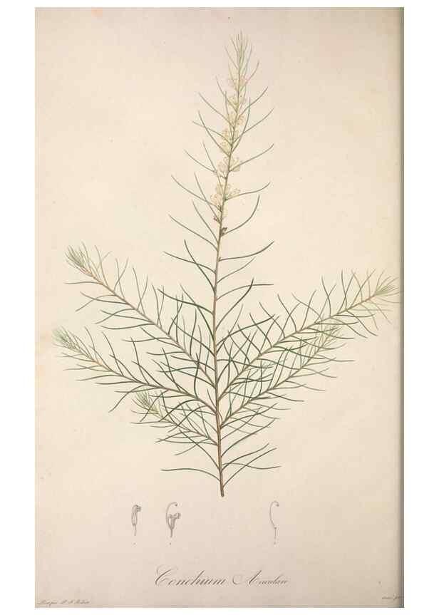Reproducción/Reproduction 49499694652: Jardin de la Malmaison. A Paris :De l'imprimerie de Crapelet, et se trouve chez l'auteur ...,1803-1804.. 