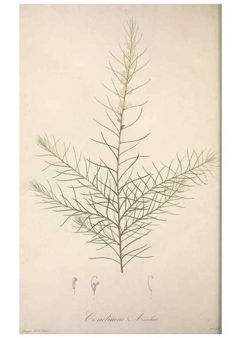 Reproducción/Reproduction 49499694652: Jardin de la Malmaison. A Paris :De l'imprimerie de Crapelet, et se trouve chez l'auteur ...,1803-1804.. 