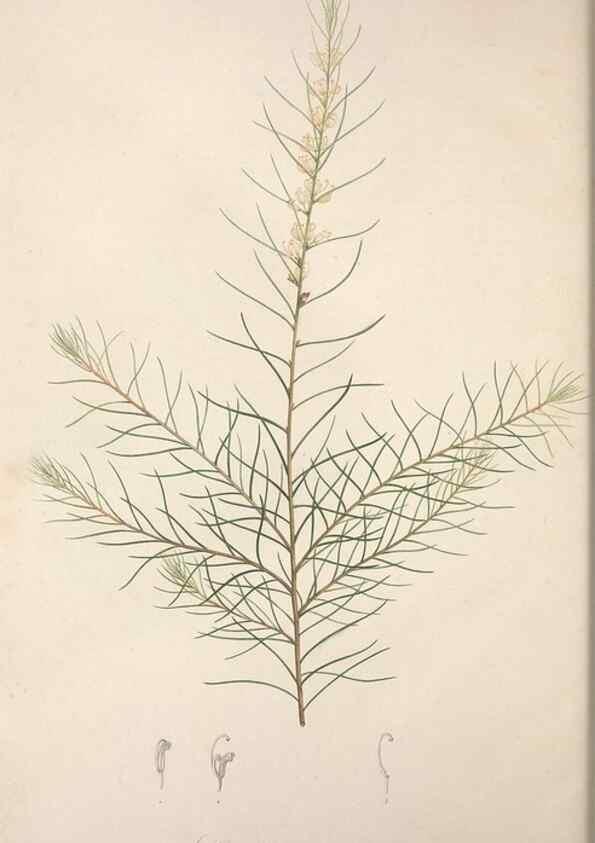 Reproducción/Reproduction 49499694652: Jardin de la Malmaison. A Paris :De l'imprimerie de Crapelet, et se trouve chez l'auteur ...,1803-1804.. 