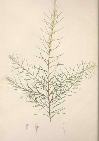 Reproducción/Reproduction 49499694652: Jardin de la Malmaison. A Paris :De l'imprimerie de Crapelet, et se trouve chez l'auteur ...,1803-1804.. 