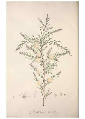 Reproducción/Reproduction 49498972248: Jardin de la Malmaison. A Paris :De l'imprimerie de Crapelet, et se trouve chez l'auteur ...,1803-1804.. 