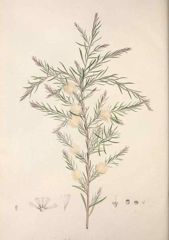 Reproducción/Reproduction 49498972248: Jardin de la Malmaison. A Paris :De l'imprimerie de Crapelet, et se trouve chez l'auteur ...,1803-1804.. 