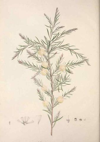 Reproducción/Reproduction 49498972248: Jardin de la Malmaison. A Paris :De l'imprimerie de Crapelet, et se trouve chez l'auteur ...,1803-1804.. 