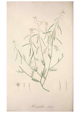 Reproducción/Reproduction 49499694972: Jardin de la Malmaison. A Paris :De l'imprimerie de Crapelet, et se trouve chez l'auteur ...,1803-1804.. 