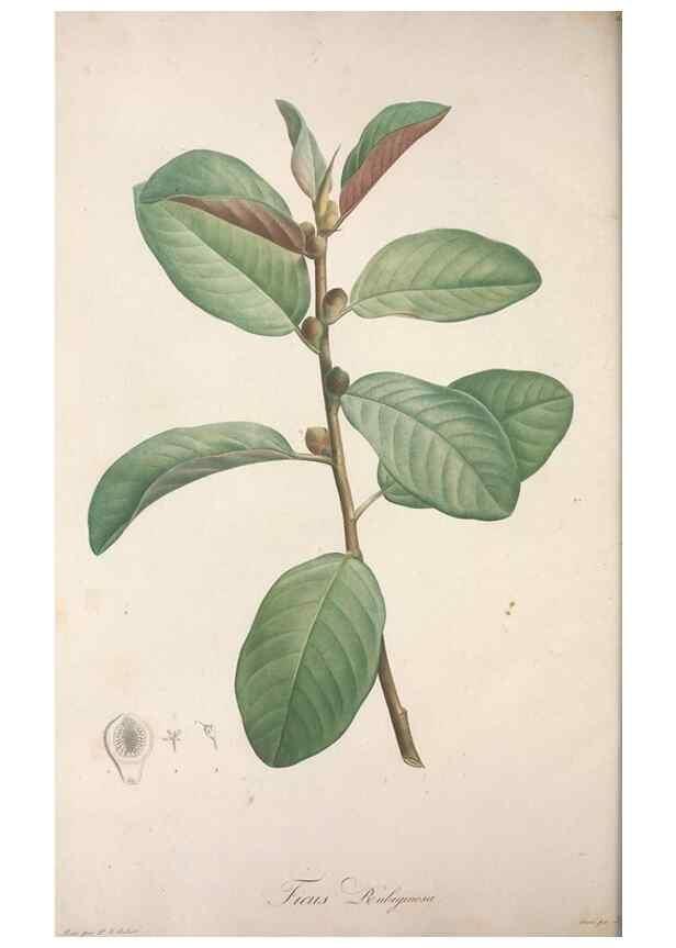 Reproducción/Reproduction 49499471046: Jardin de la Malmaison. A Paris :De l'imprimerie de Crapelet, et se trouve chez l'auteur ...,1803-1804.. 