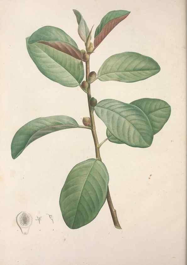 Reproducción/Reproduction 49499471046: Jardin de la Malmaison. A Paris :De l'imprimerie de Crapelet, et se trouve chez l'auteur ...,1803-1804.. 