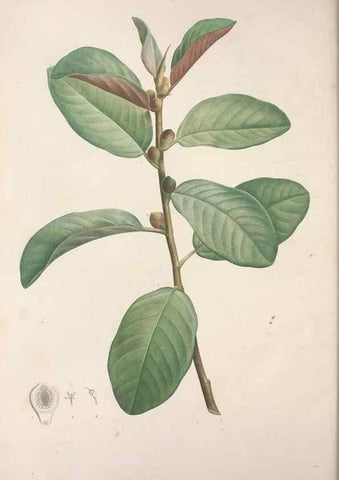 Reproducción/Reproduction 49499471046: Jardin de la Malmaison. A Paris :De l'imprimerie de Crapelet, et se trouve chez l'auteur ...,1803-1804.. 