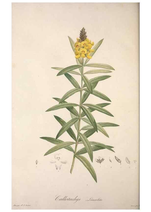 Reproducción/Reproduction 49498972813: Jardin de la Malmaison. A Paris :De l'imprimerie de Crapelet, et se trouve chez l'auteur ...,1803-1804.. 