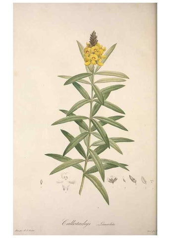 Reproducción/Reproduction 49498972813: Jardin de la Malmaison. A Paris :De l'imprimerie de Crapelet, et se trouve chez l'auteur ...,1803-1804.. 