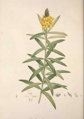 Reproducción/Reproduction 49498972813: Jardin de la Malmaison. A Paris :De l'imprimerie de Crapelet, et se trouve chez l'auteur ...,1803-1804.. 
