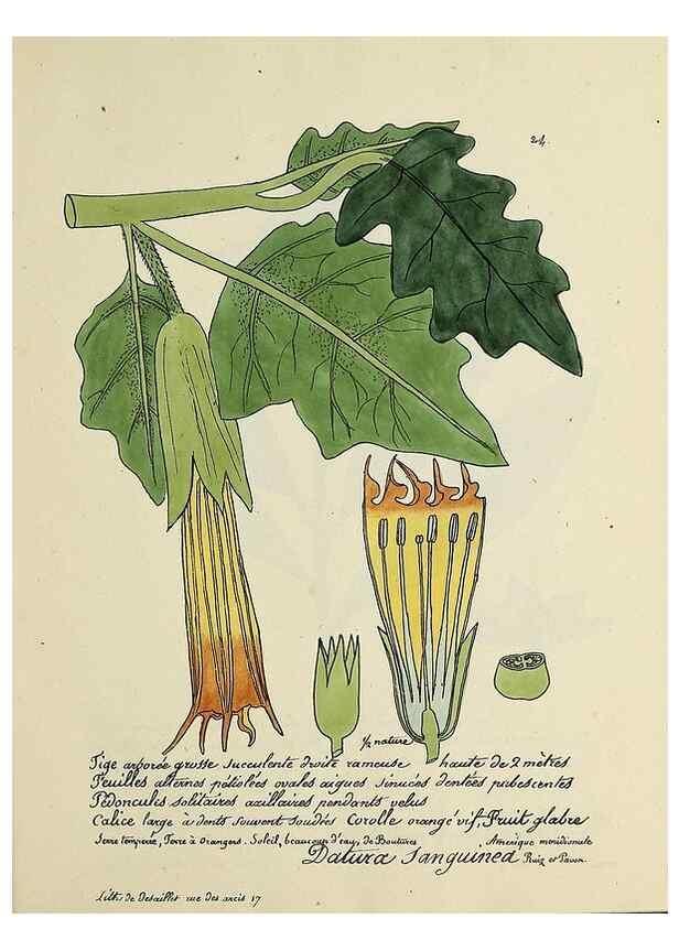 Reproducción/Reproduction 49500798258: Flore universelle. Saint-Denis :Au Bureau et chez Meilhac :[1848]-[1849]. 