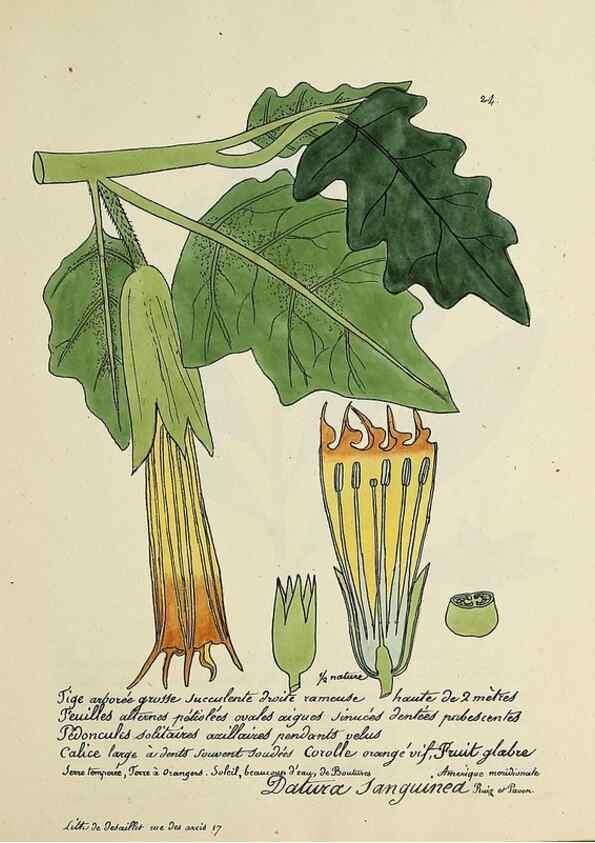 Reproducción/Reproduction 49500798258: Flore universelle. Saint-Denis :Au Bureau et chez Meilhac :[1848]-[1849]. 