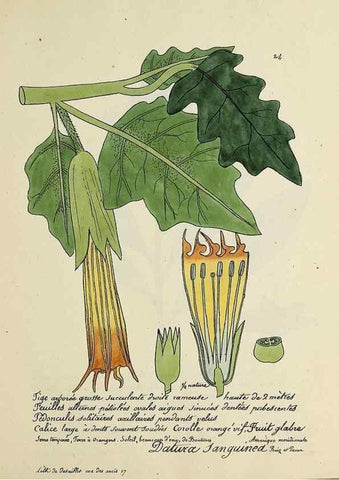 Reproducción/Reproduction 49500798258: Flore universelle. Saint-Denis :Au Bureau et chez Meilhac :[1848]-[1849]. 