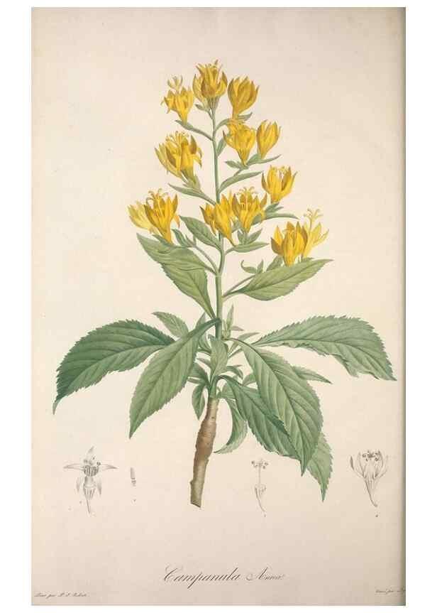 Reproducción/Reproduction 49499695532: Jardin de la Malmaison. A Paris :De l'imprimerie de Crapelet, et se trouve chez l'auteur ...,1803-1804.. 