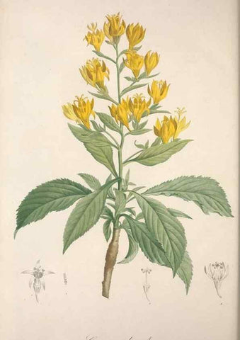 Reproducción/Reproduction 49499695532: Jardin de la Malmaison. A Paris :De l'imprimerie de Crapelet, et se trouve chez l'auteur ...,1803-1804.. 