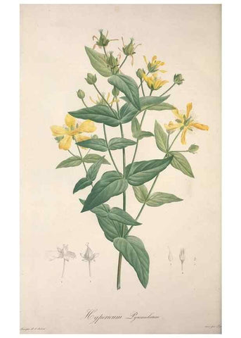 Reproducción/Reproduction 49499471806: Jardin de la Malmaison. A Paris :De l'imprimerie de Crapelet, et se trouve chez l'auteur ...,1803-1804.. 