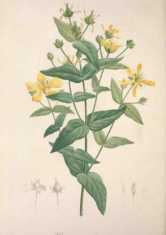 Reproducción/Reproduction 49499471806: Jardin de la Malmaison. A Paris :De l'imprimerie de Crapelet, et se trouve chez l'auteur ...,1803-1804.. 
