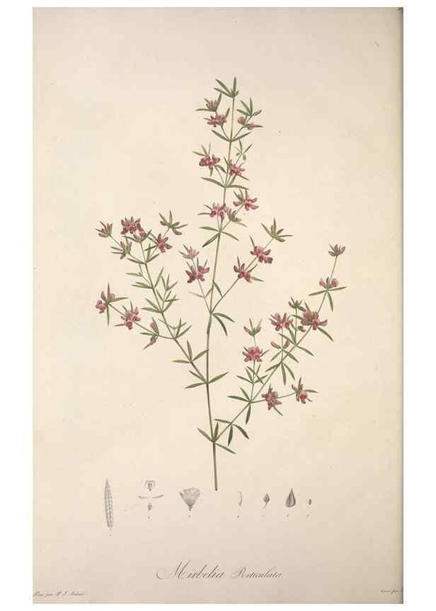 Reproducción/Reproduction 49498973823: Jardin de la Malmaison. A Paris :De l'imprimerie de Crapelet, et se trouve chez l'auteur ...,1803-1804.. 