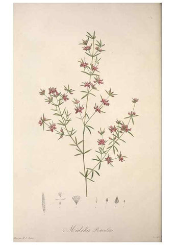 Reproducción/Reproduction 49498973823: Jardin de la Malmaison. A Paris :De l'imprimerie de Crapelet, et se trouve chez l'auteur ...,1803-1804.. 