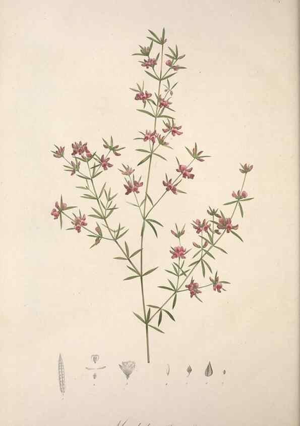 Reproducción/Reproduction 49498973823: Jardin de la Malmaison. A Paris :De l'imprimerie de Crapelet, et se trouve chez l'auteur ...,1803-1804.. 