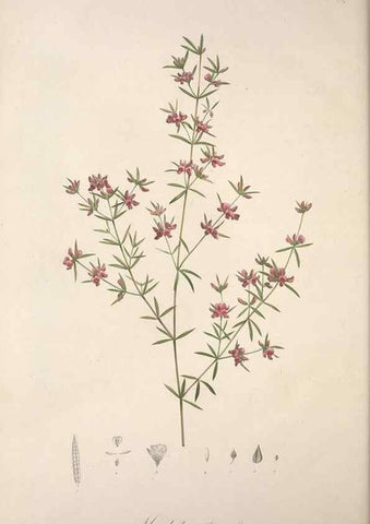 Reproducción/Reproduction 49498973823: Jardin de la Malmaison. A Paris :De l'imprimerie de Crapelet, et se trouve chez l'auteur ...,1803-1804.. 