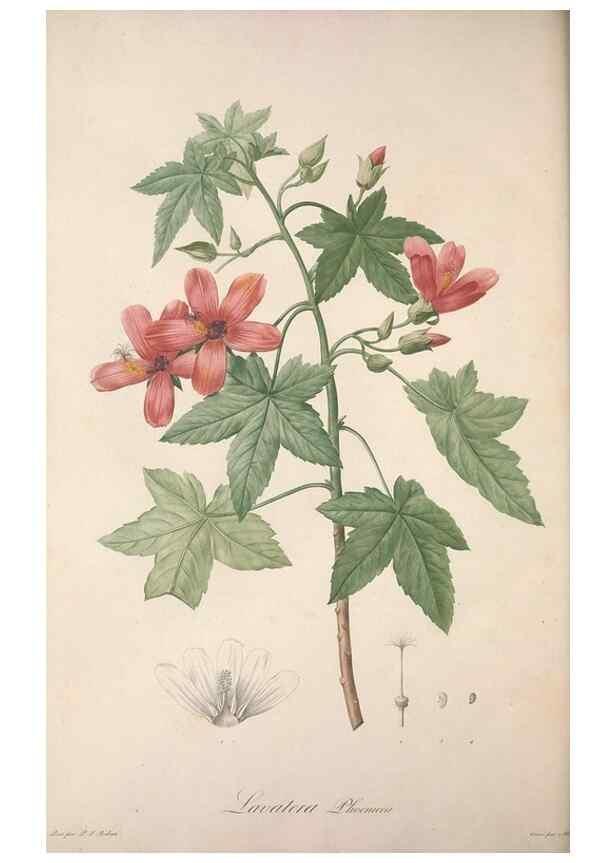 Reproducción/Reproduction 49499472336: Jardin de la Malmaison. A Paris :De l'imprimerie de Crapelet, et se trouve chez l'auteur ...,1803-1804.. 