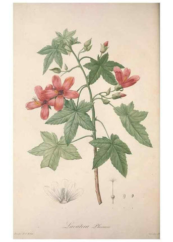 Reproducción/Reproduction 49499472336: Jardin de la Malmaison. A Paris :De l'imprimerie de Crapelet, et se trouve chez l'auteur ...,1803-1804.. 