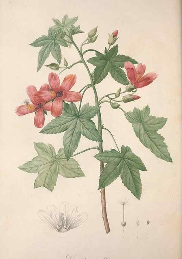 Reproducción/Reproduction 49499472336: Jardin de la Malmaison. A Paris :De l'imprimerie de Crapelet, et se trouve chez l'auteur ...,1803-1804.. 