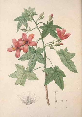 Reproducción/Reproduction 49499472336: Jardin de la Malmaison. A Paris :De l'imprimerie de Crapelet, et se trouve chez l'auteur ...,1803-1804.. 