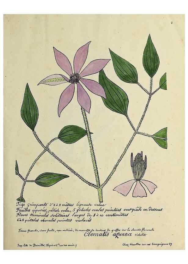 Reproducción/Reproduction 49501296626: Flore universelle. Saint-Denis :Au Bureau et chez Meilhac :[1848]-[1849]. 