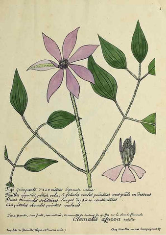 Reproducción/Reproduction 49501296626: Flore universelle. Saint-Denis :Au Bureau et chez Meilhac :[1848]-[1849]. 