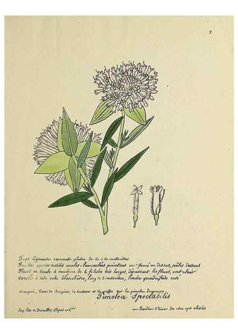 Reproducción/Reproduction 49500791433: Flore universelle. Saint-Denis :Au Bureau et chez Meilhac :[1848]-[1849]. 