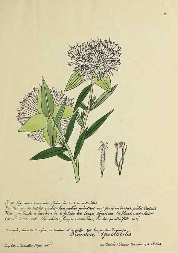 Reproducción/Reproduction 49500791433: Flore universelle. Saint-Denis :Au Bureau et chez Meilhac :[1848]-[1849]. 