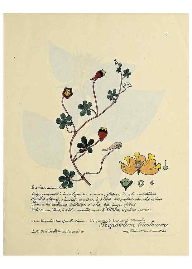Reproducción/Reproduction 49501519892: Flore universelle. Saint-Denis :Au Bureau et chez Meilhac :[1848]-[1849]. 