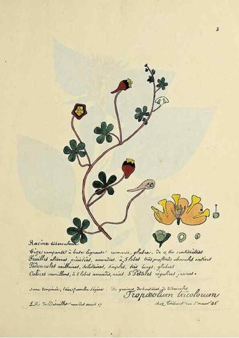 Reproducción/Reproduction 49501519892: Flore universelle. Saint-Denis :Au Bureau et chez Meilhac :[1848]-[1849]. 