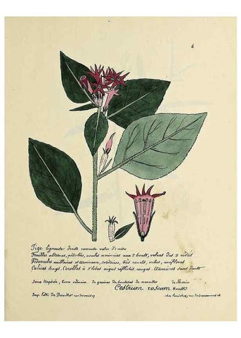 Reproducción/Reproduction 49501297581: Flore universelle. Saint-Denis :Au Bureau et chez Meilhac :[1848]-[1849]. 