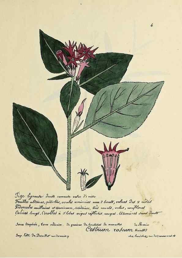 Reproducción/Reproduction 49501297581: Flore universelle. Saint-Denis :Au Bureau et chez Meilhac :[1848]-[1849]. 