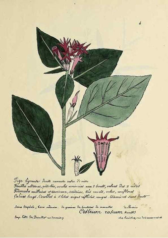 Reproducción/Reproduction 49501297581: Flore universelle. Saint-Denis :Au Bureau et chez Meilhac :[1848]-[1849]. 