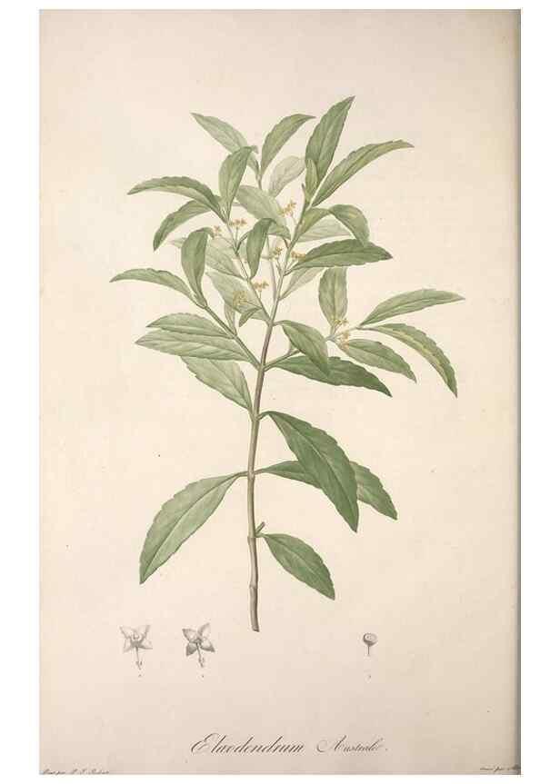Reproducción/Reproduction 49499695857: Jardin de la Malmaison. A Paris :De l'imprimerie de Crapelet, et se trouve chez l'auteur ...,1803-1804.. 