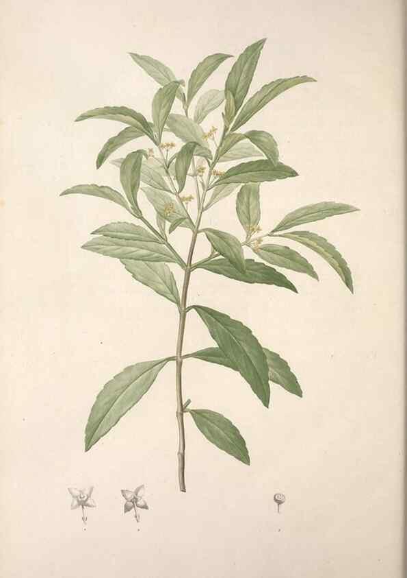 Reproducción/Reproduction 49499695857: Jardin de la Malmaison. A Paris :De l'imprimerie de Crapelet, et se trouve chez l'auteur ...,1803-1804.. 