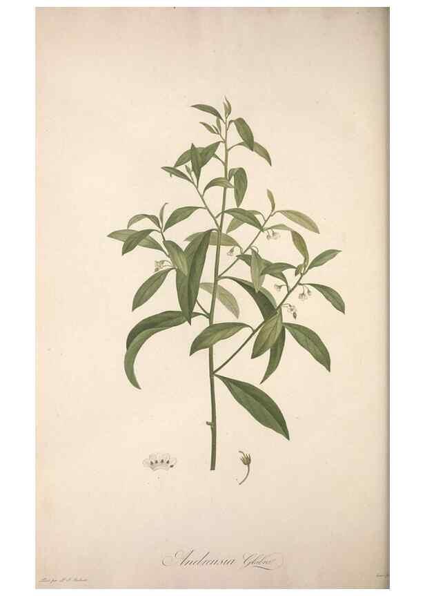 Reproducción/Reproduction 49499693922: Jardin de la Malmaison. A Paris :De l'imprimerie de Crapelet, et se trouve chez l'auteur ...,1803-1804.. 